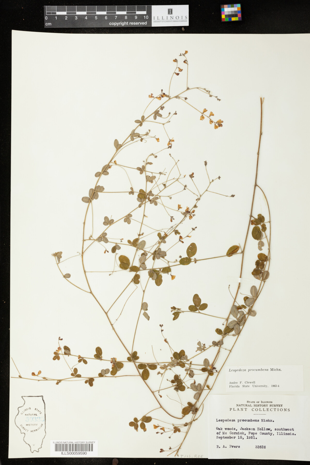 Lespedeza image