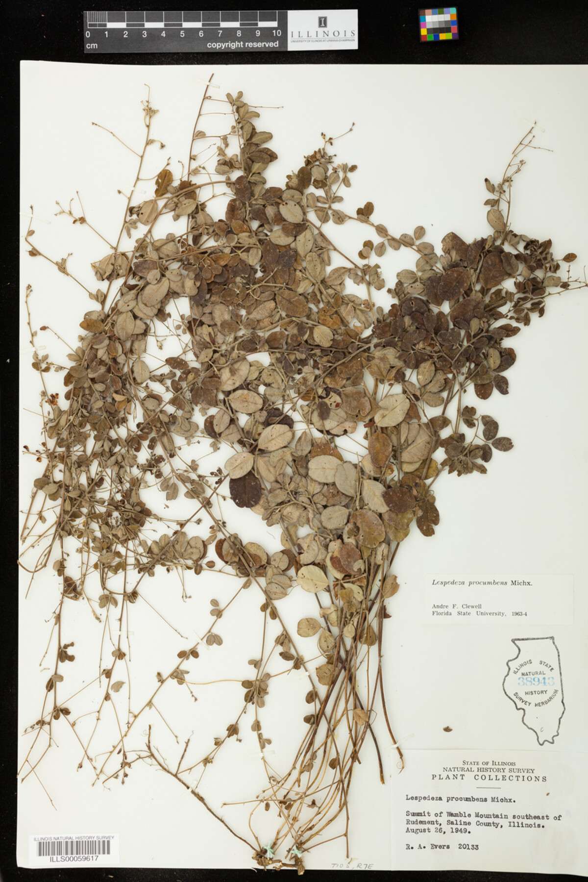 Lespedeza procumbens image