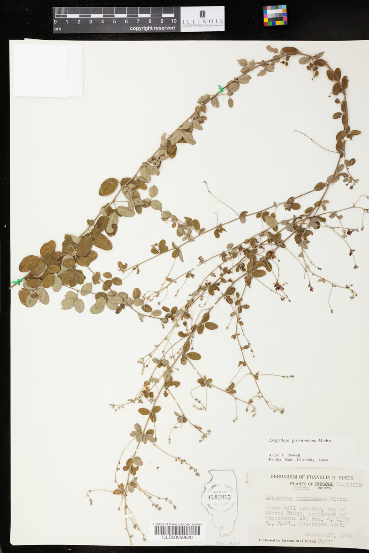 Lespedeza procumbens image