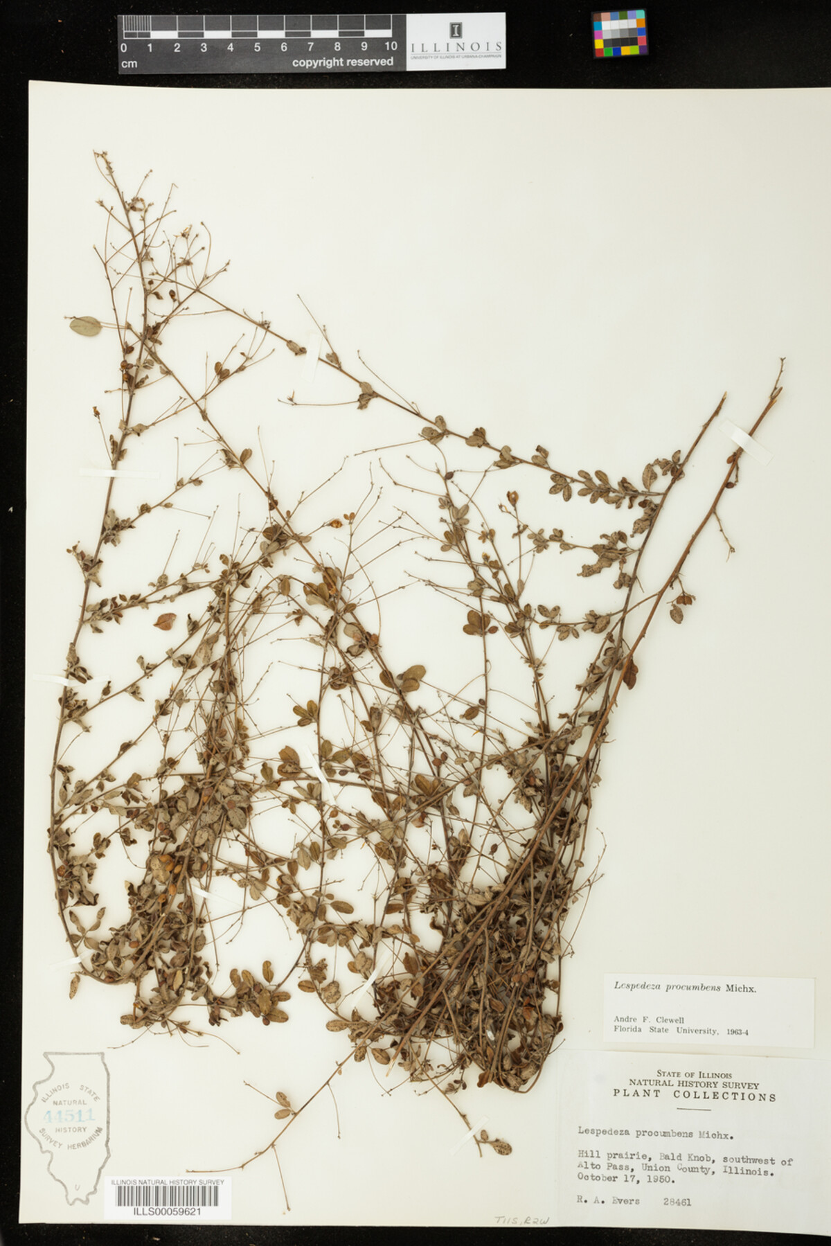 Lespedeza procumbens image