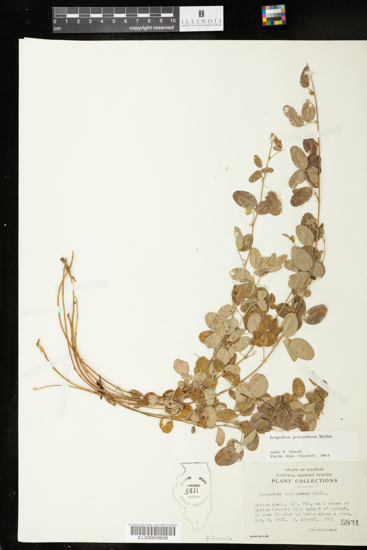 Lespedeza procumbens image