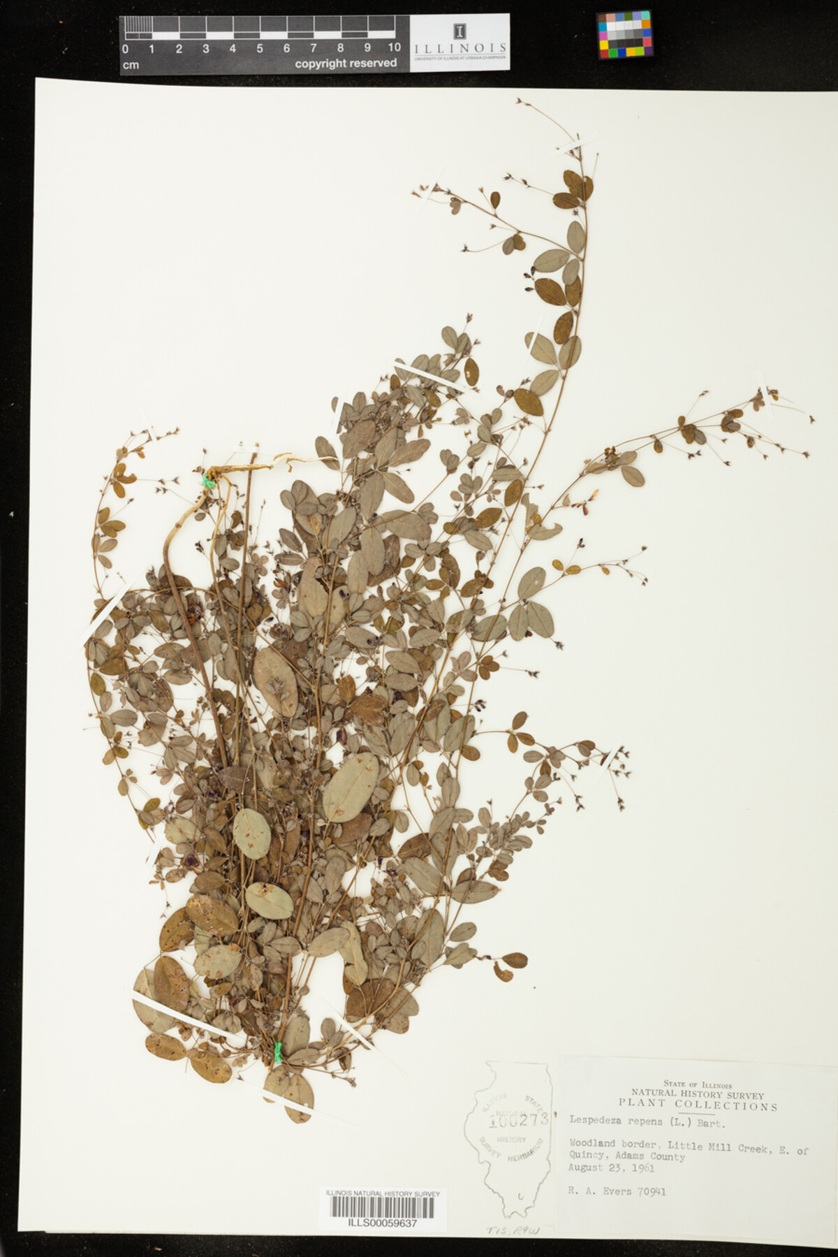 Lespedeza repens image