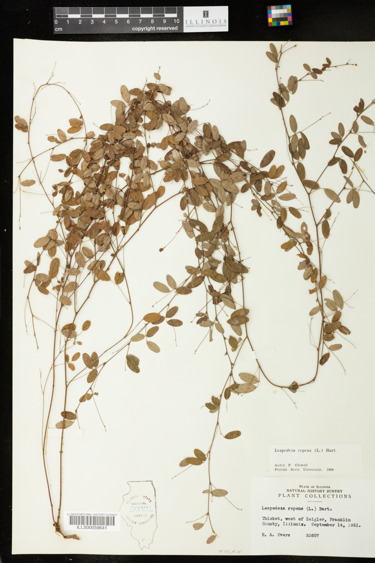 Lespedeza repens image
