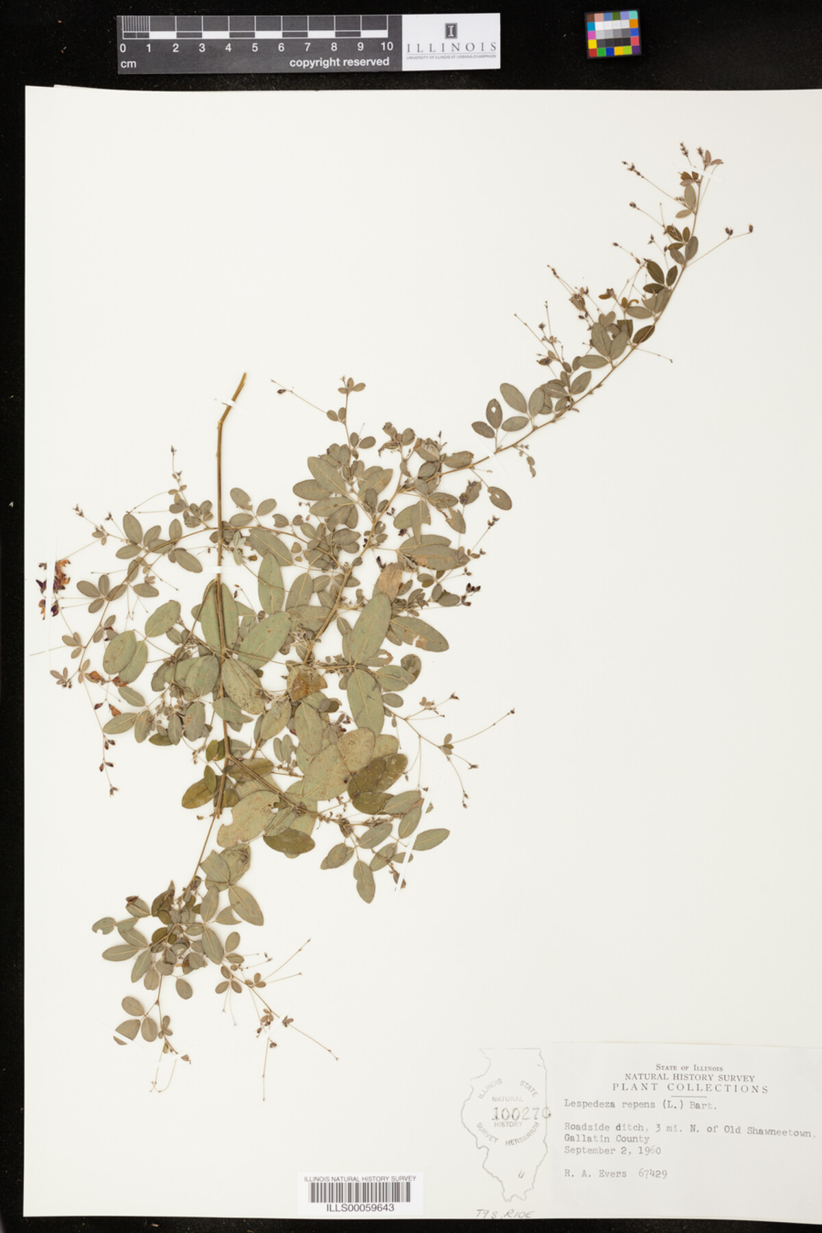 Lespedeza repens image