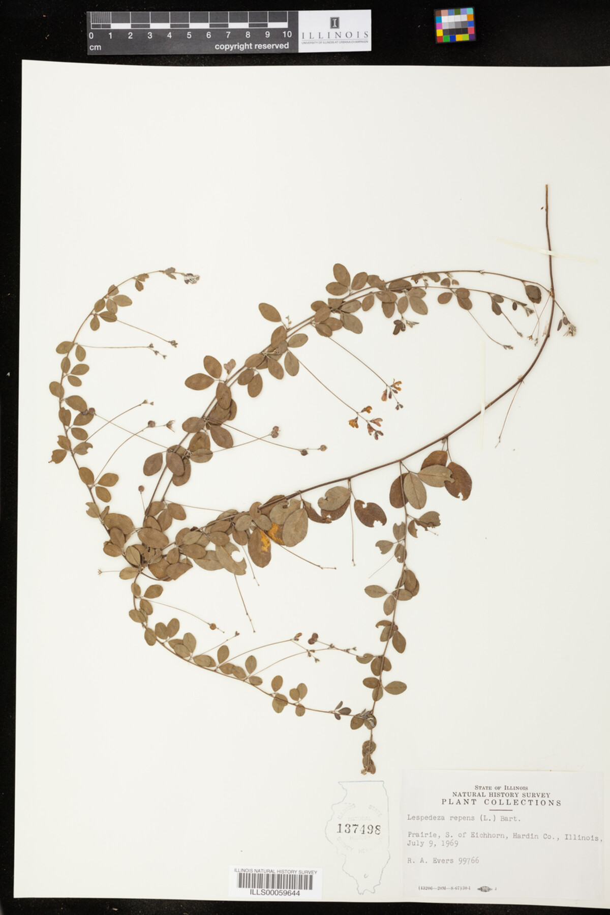 Lespedeza repens image