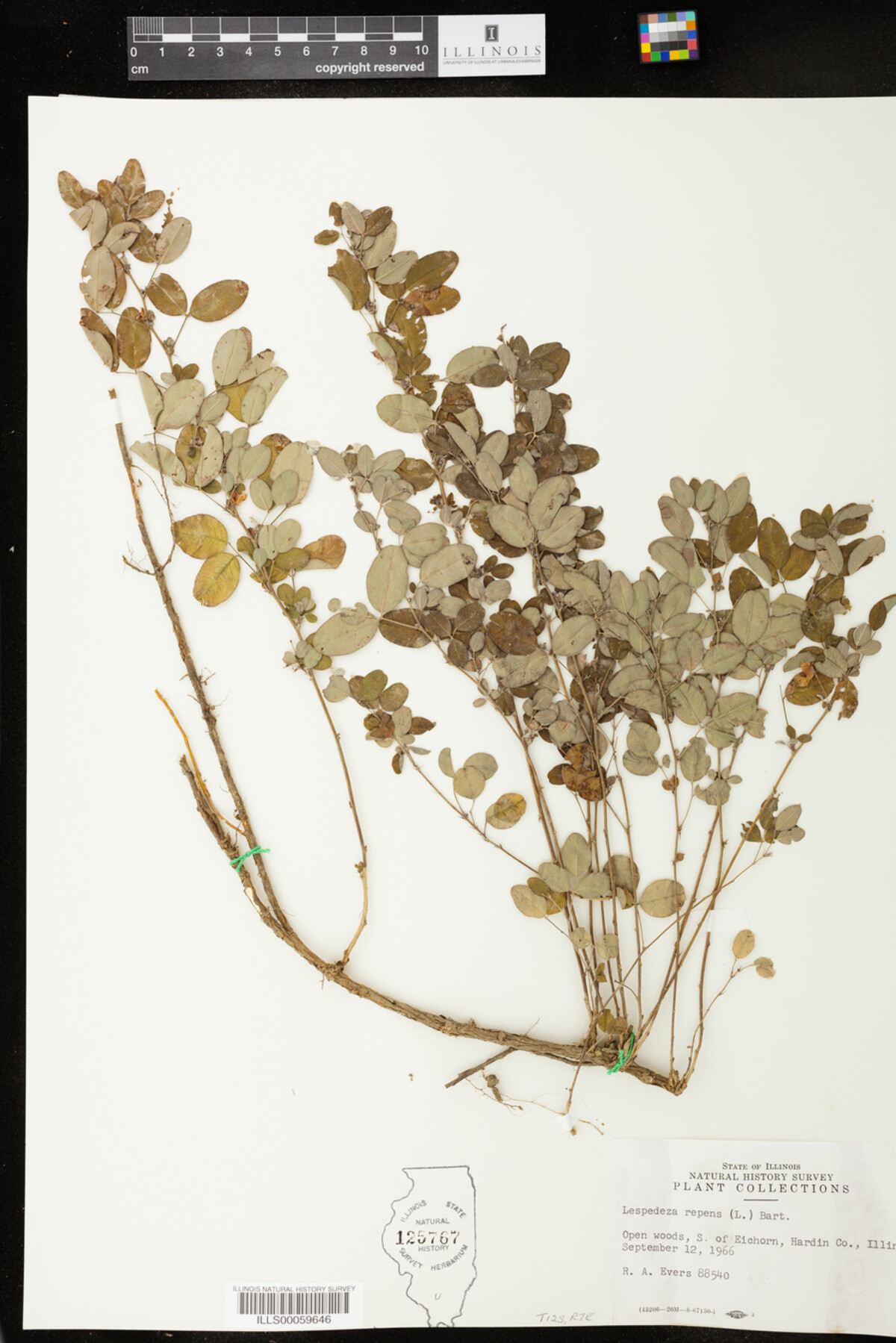 Lespedeza repens image