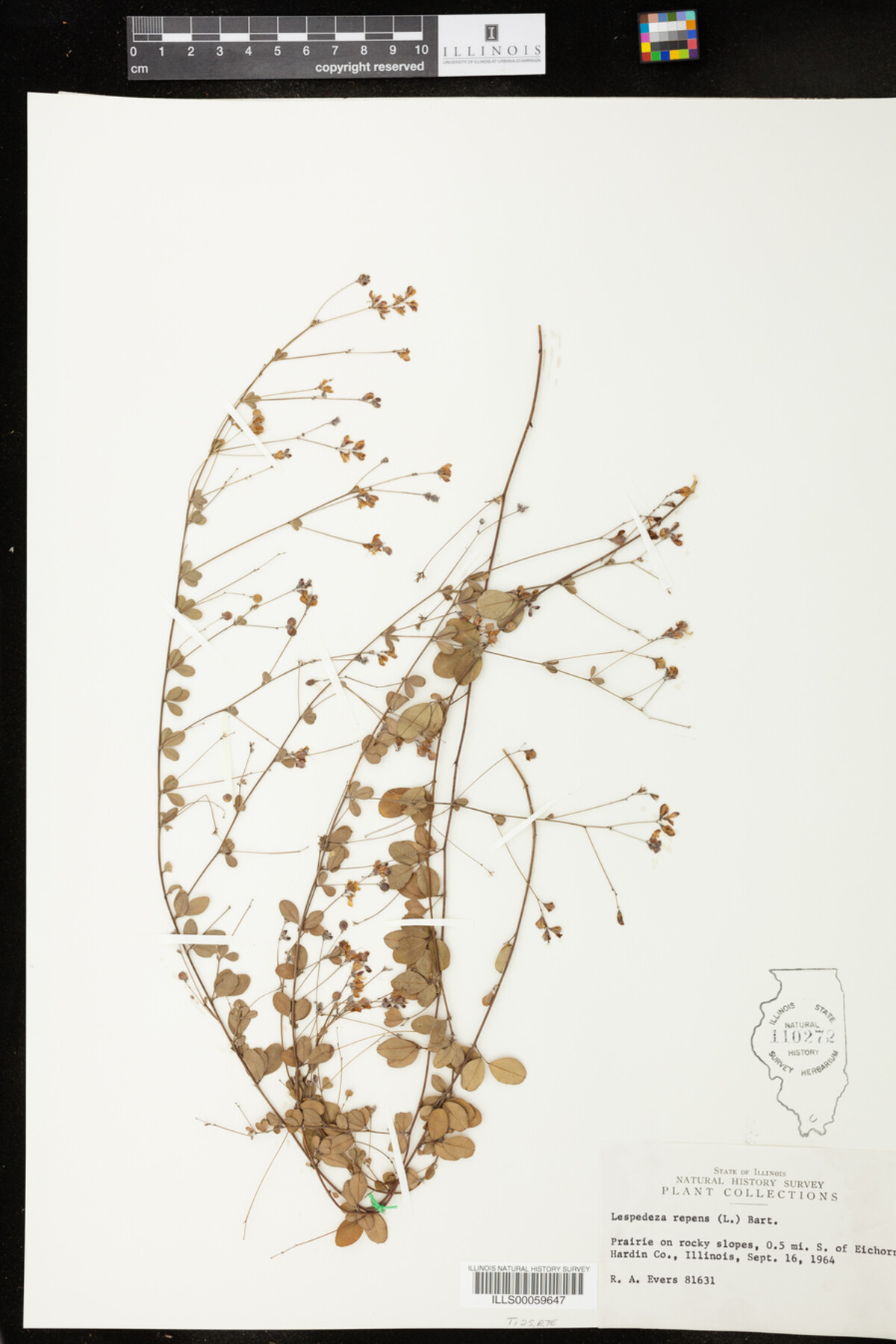 Lespedeza repens image