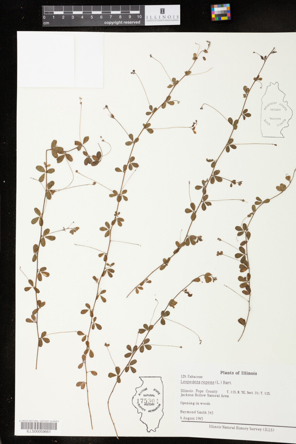 Lespedeza repens image