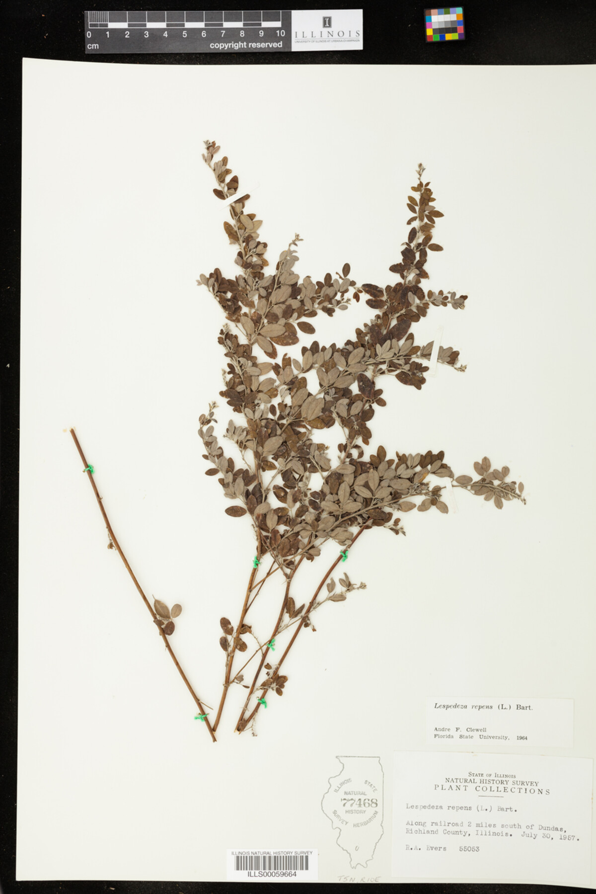 Lespedeza repens image