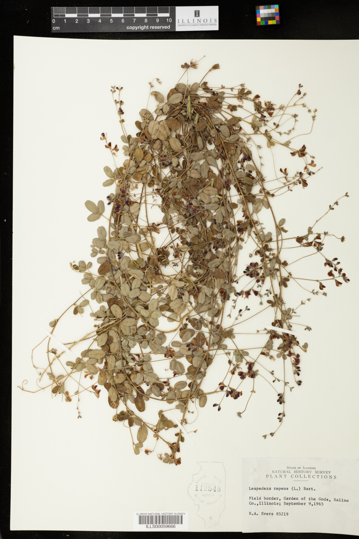 Lespedeza repens image