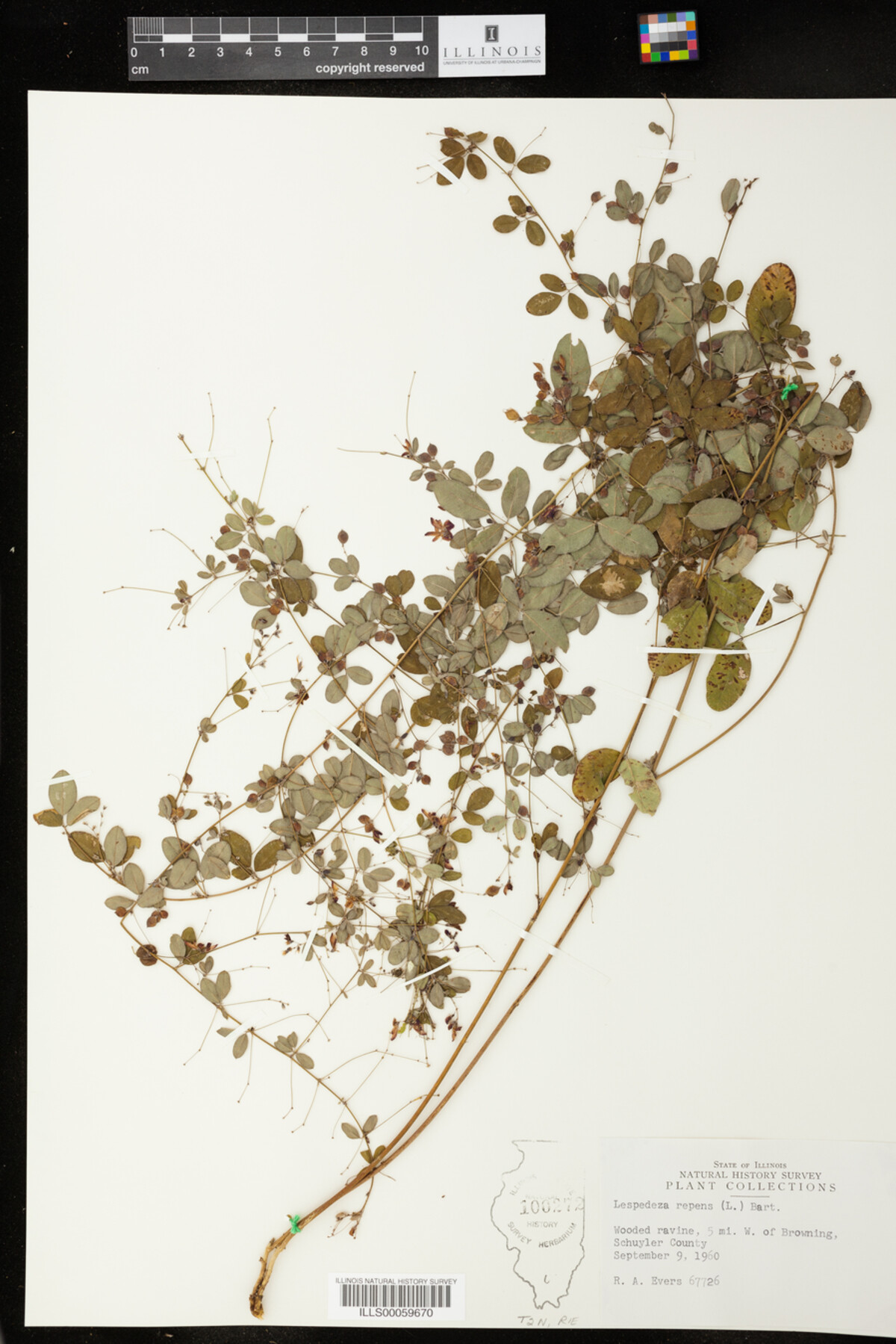 Lespedeza repens image