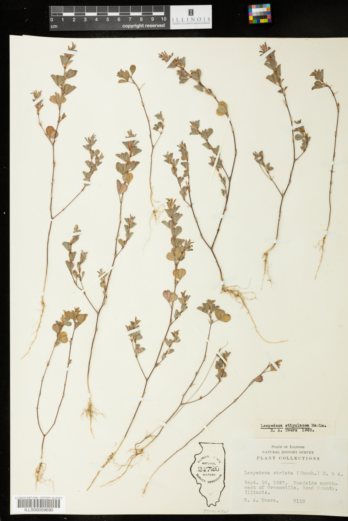 Kummerowia stipulacea image