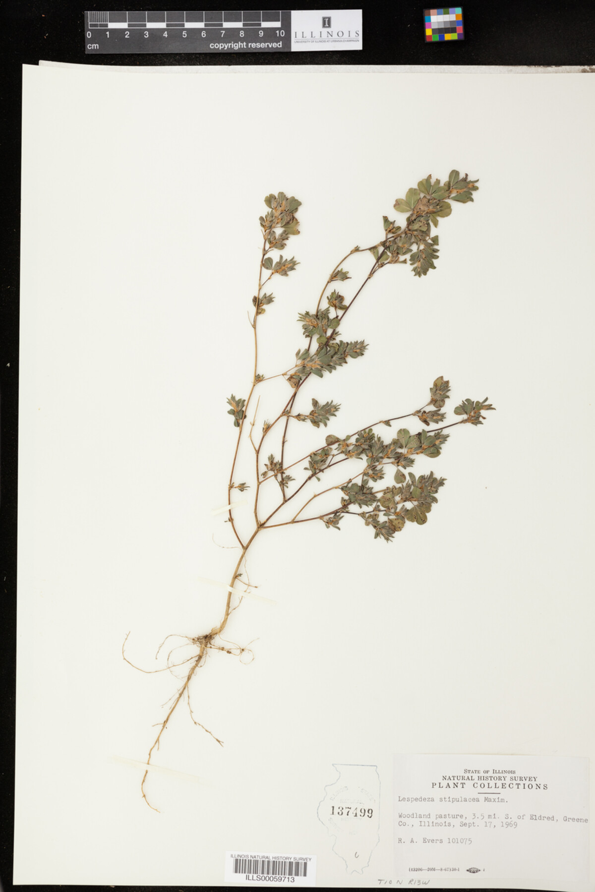 Lespedeza image