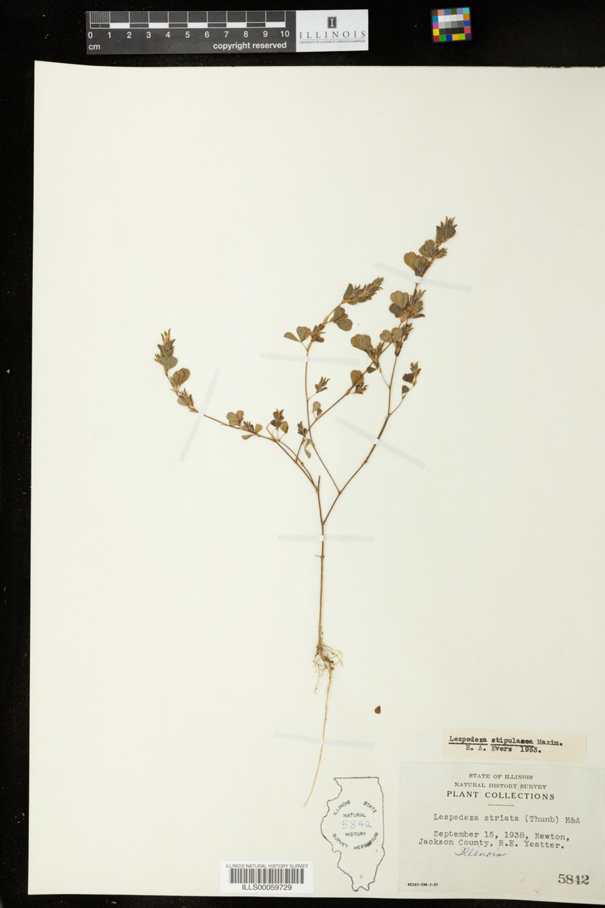 Lespedeza image