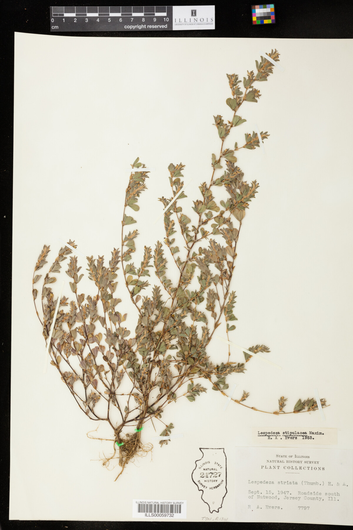 Kummerowia stipulacea image