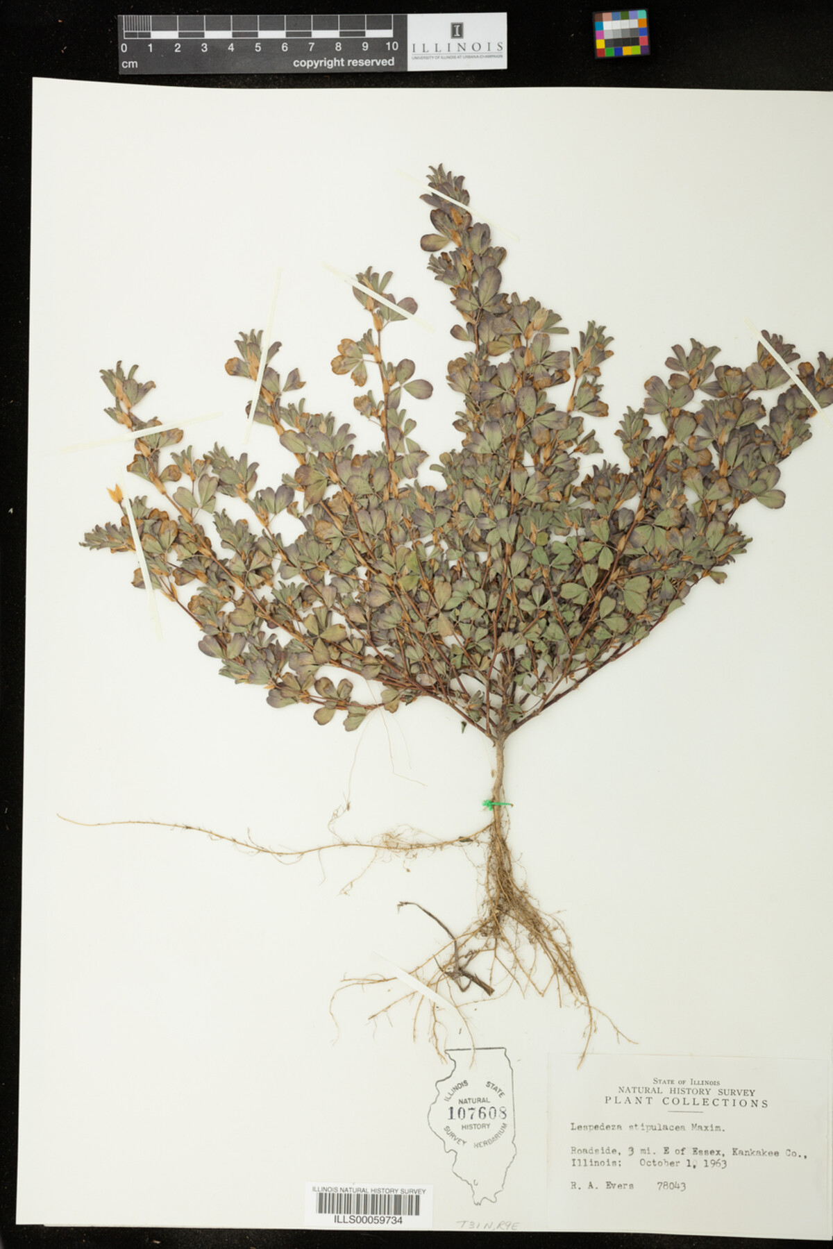 Kummerowia stipulacea image