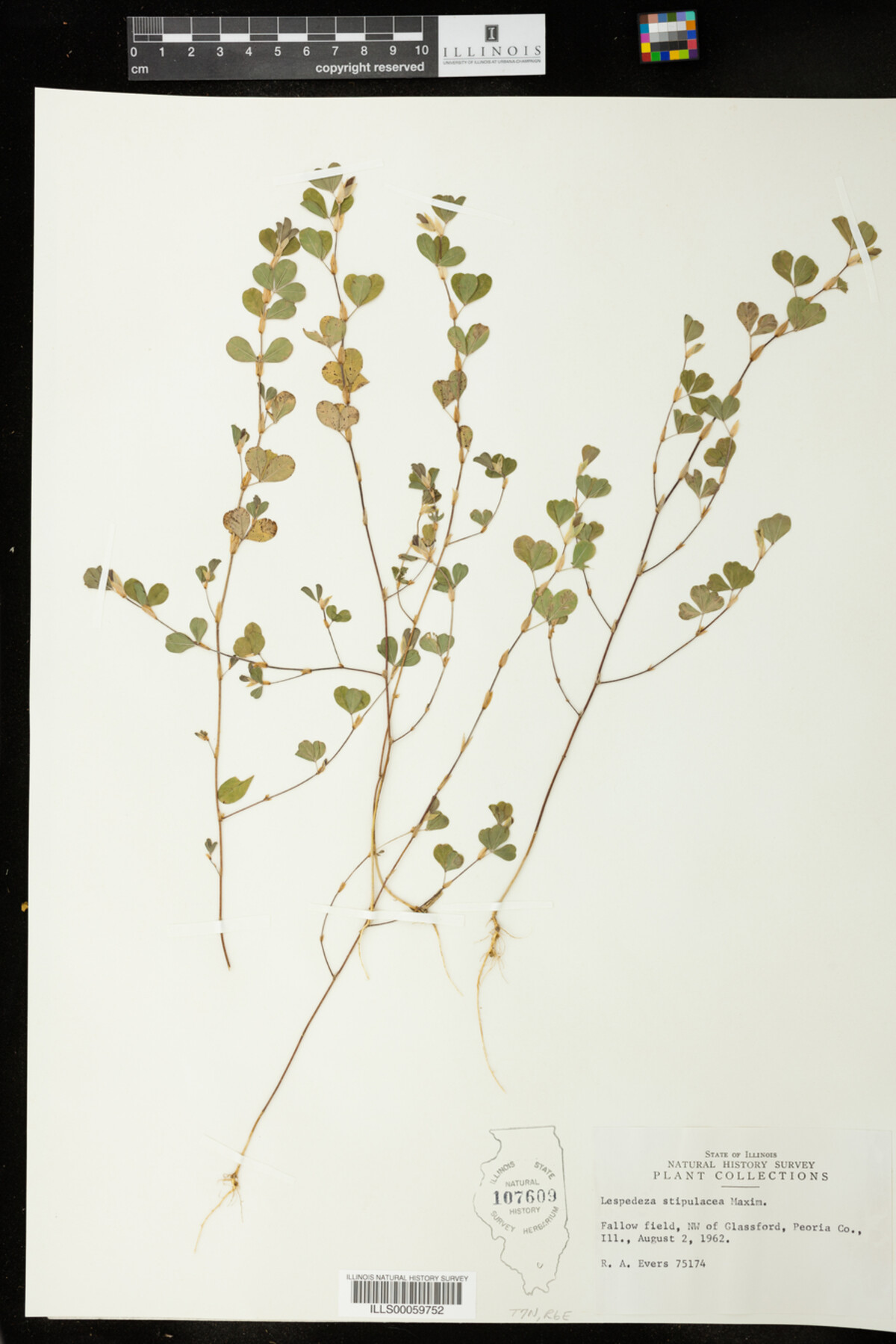 Kummerowia stipulacea image