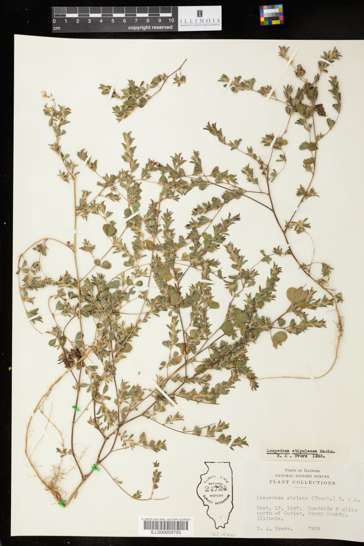 Kummerowia stipulacea image