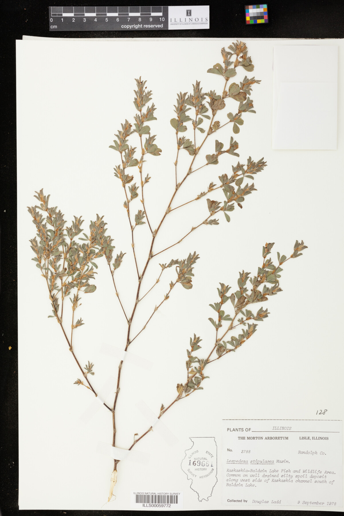Kummerowia stipulacea image