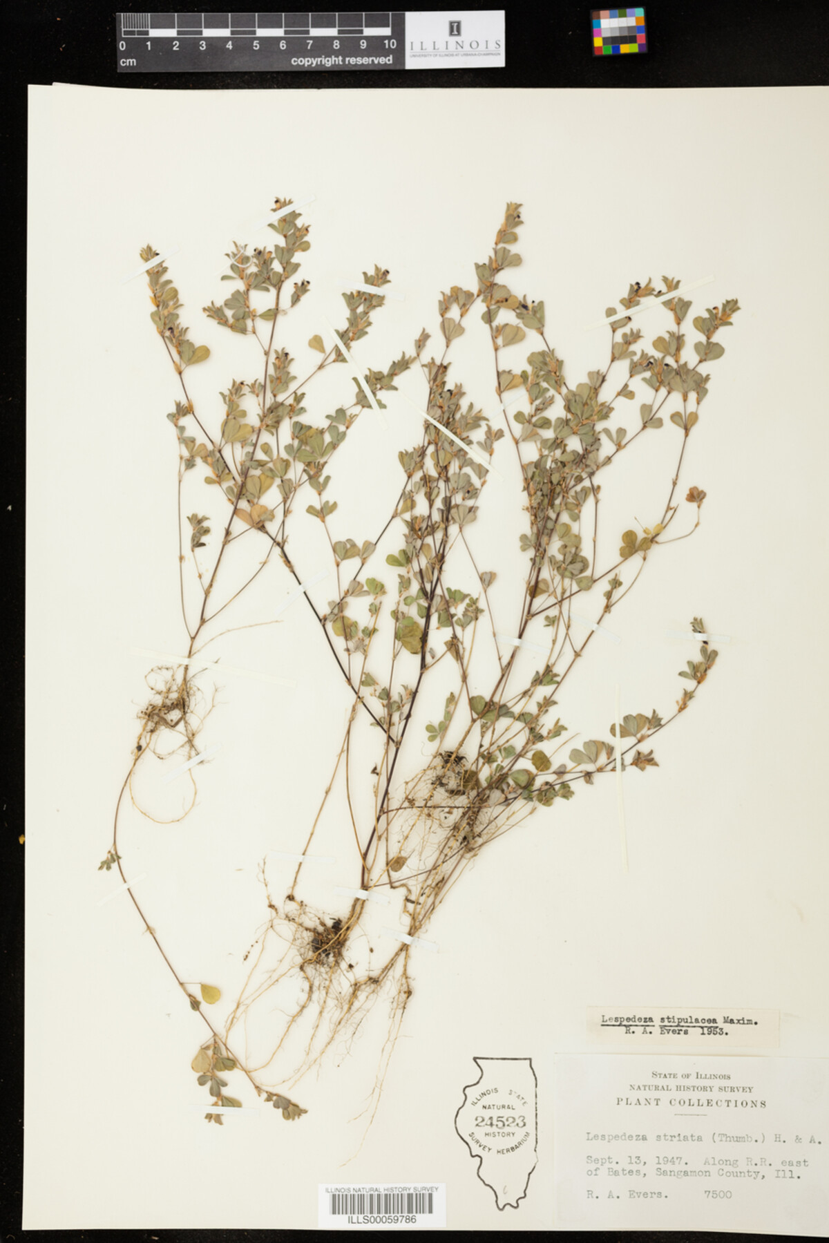 Kummerowia stipulacea image