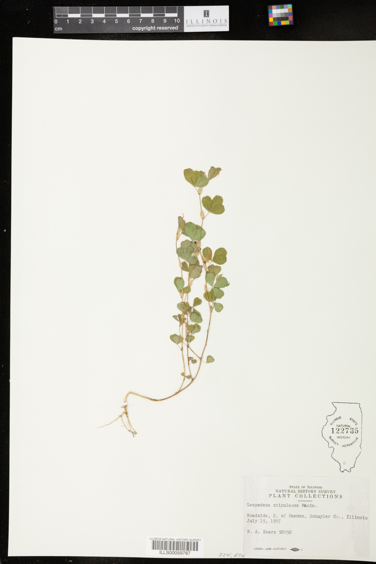Kummerowia stipulacea image