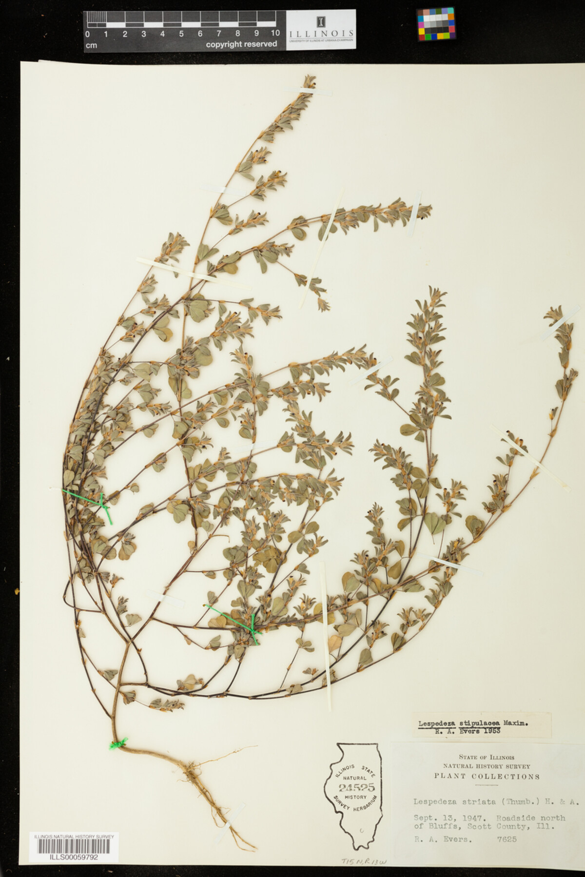 Kummerowia stipulacea image