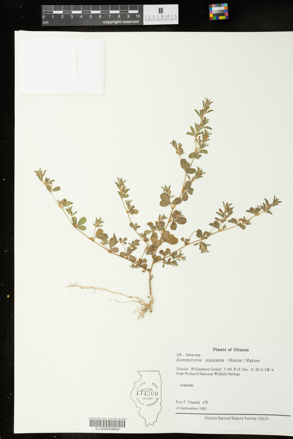 Kummerowia stipulacea image
