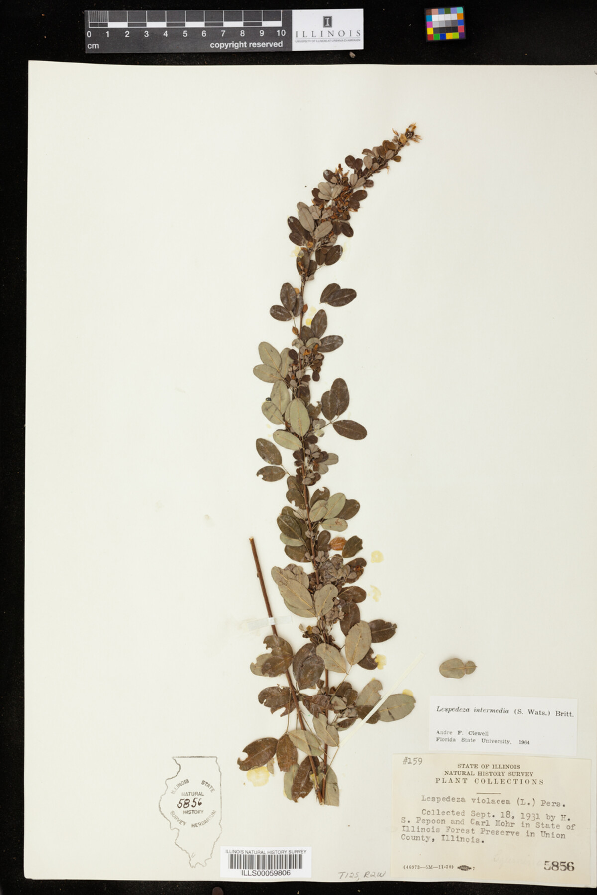 Lespedeza intermedia image