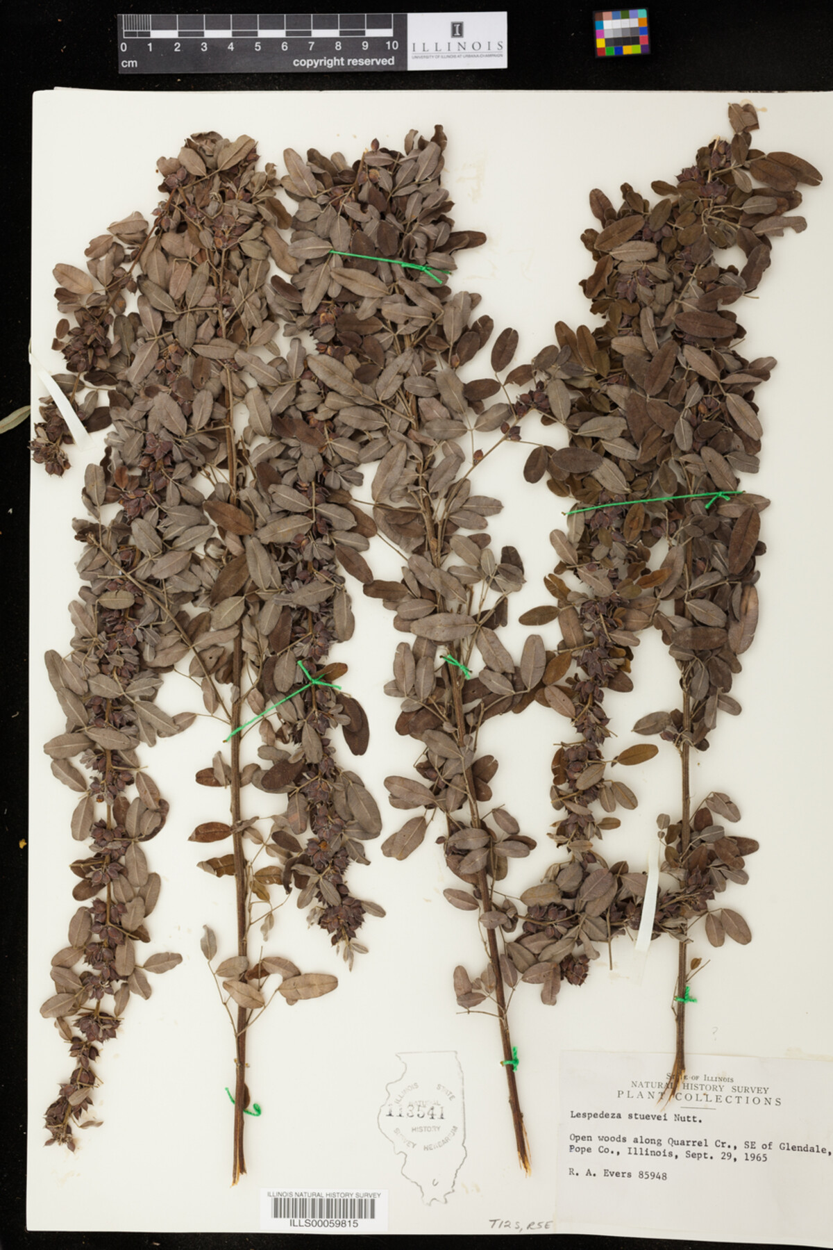 Lespedeza stuevei image