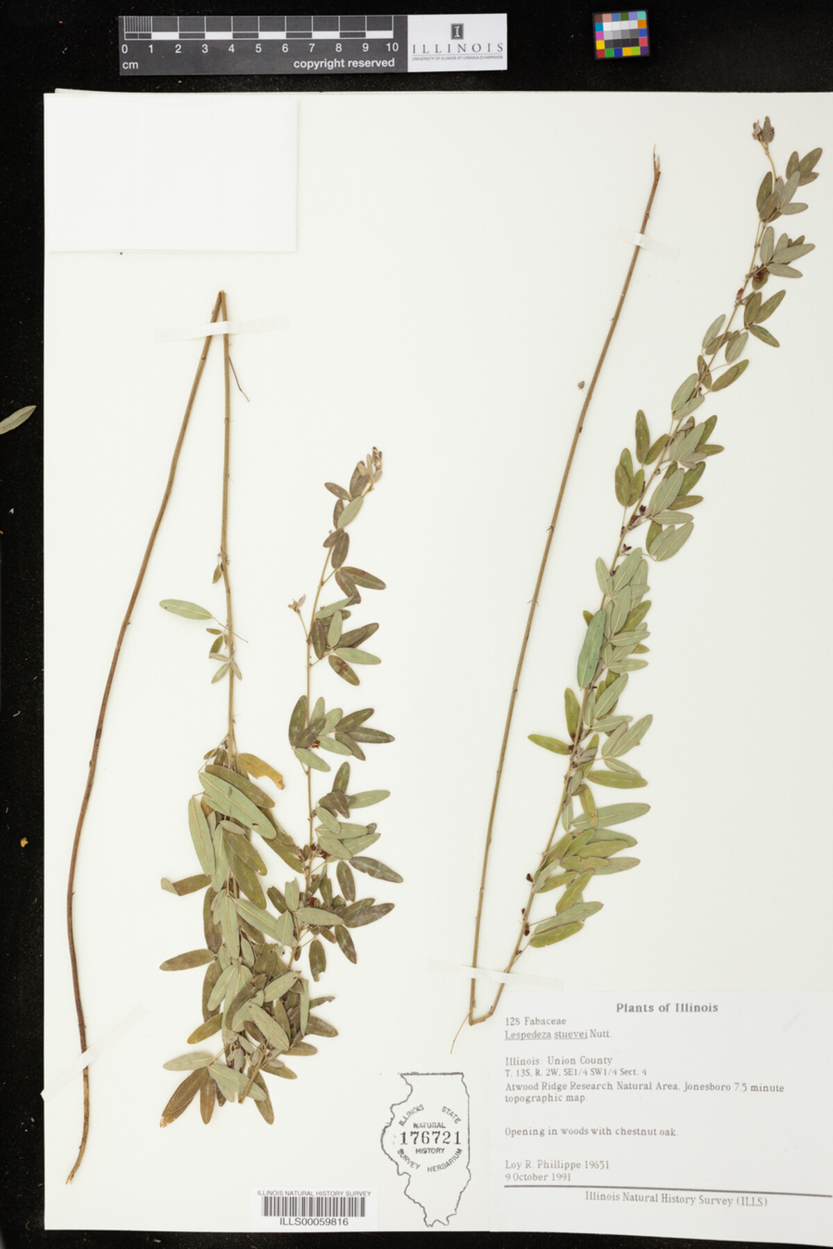 Lespedeza stuevei image
