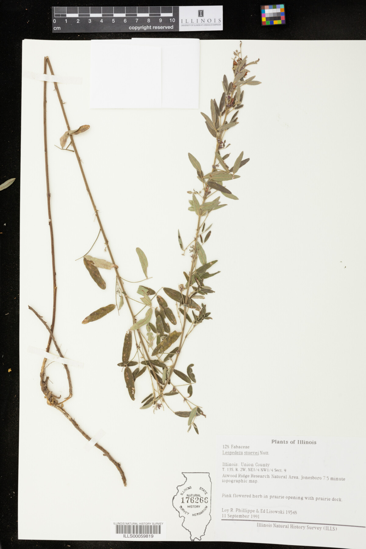 Lespedeza stuevei image