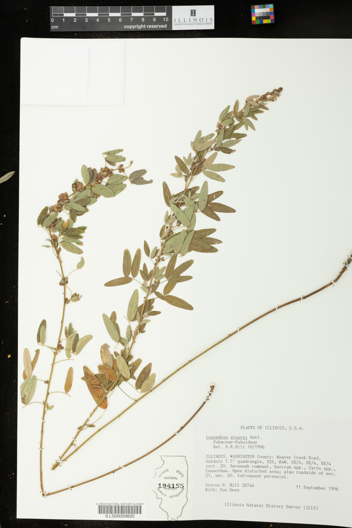 Lespedeza stuevei image