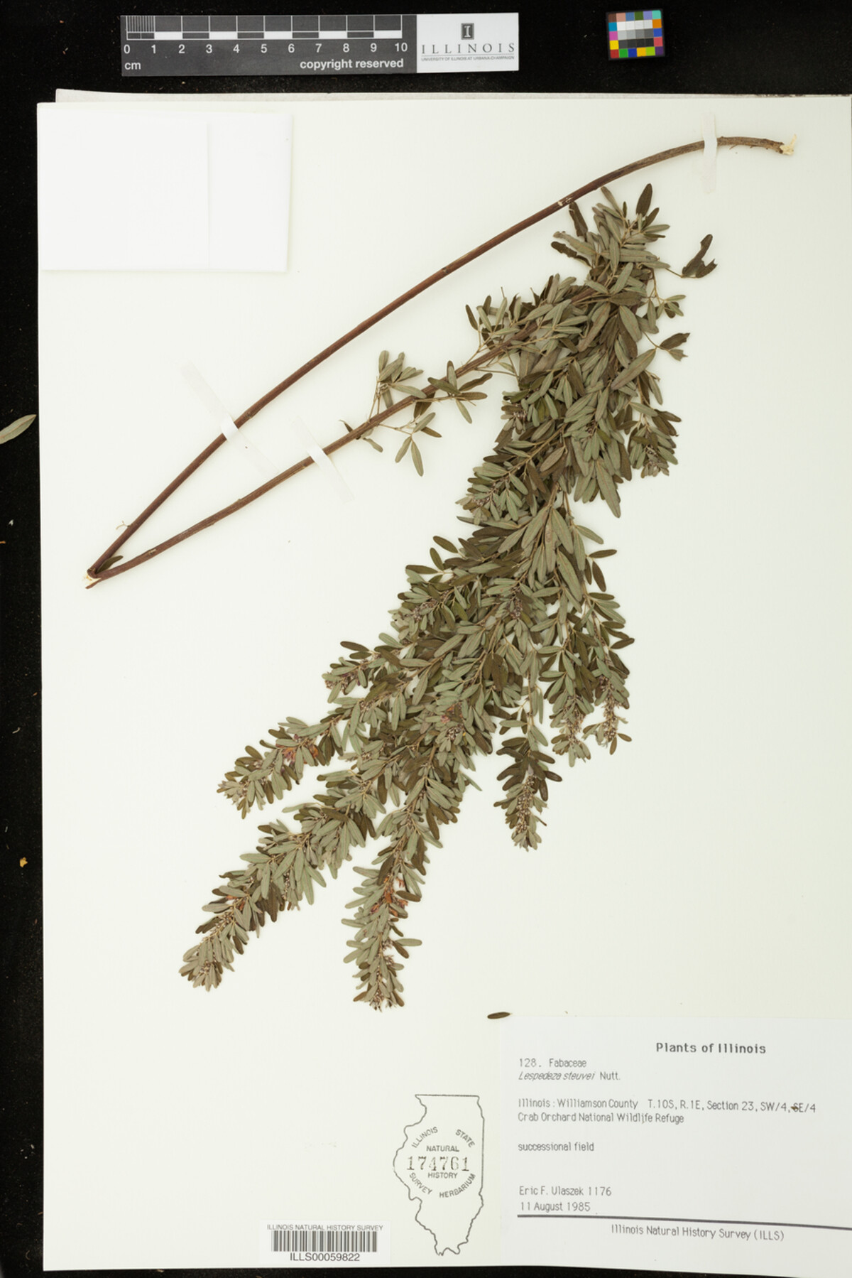 Lespedeza stuevei image
