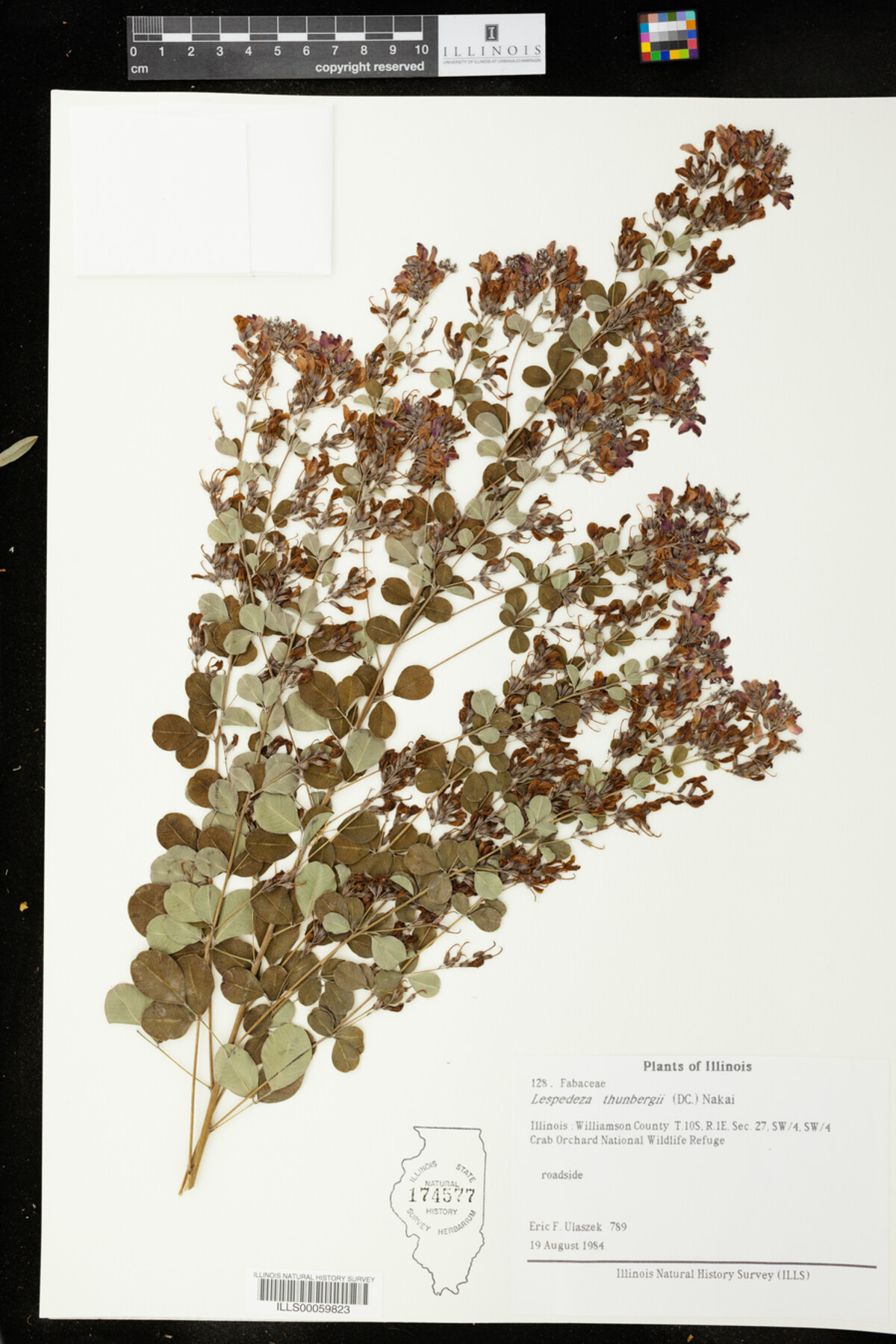 Lespedeza thunbergii image