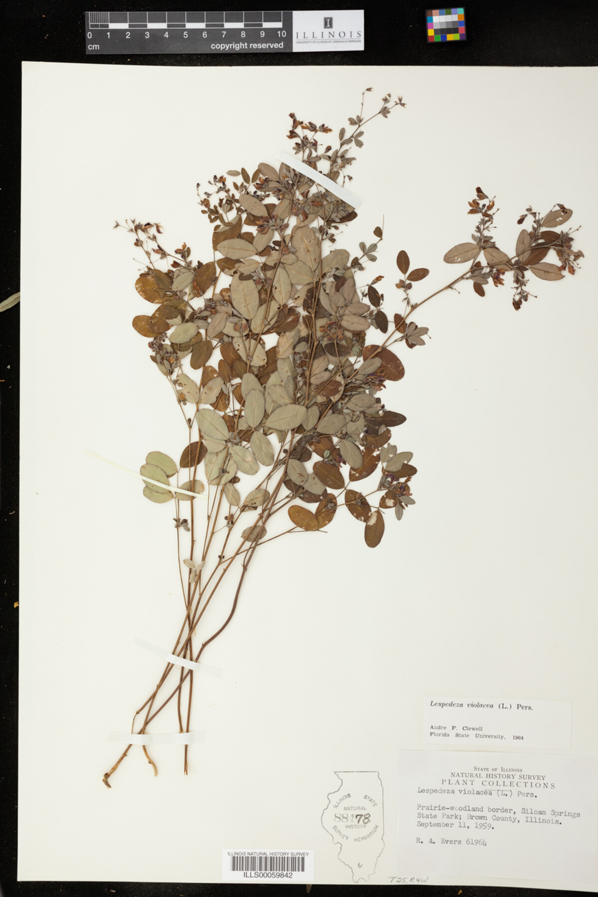 Lespedeza violacea image