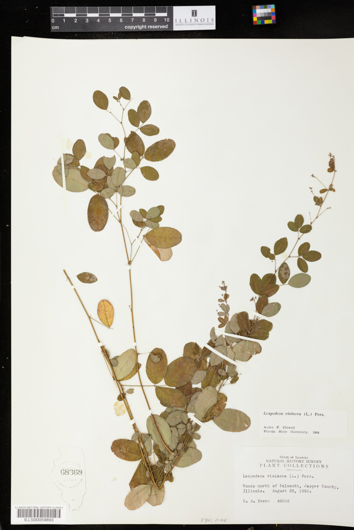 Lespedeza violacea image