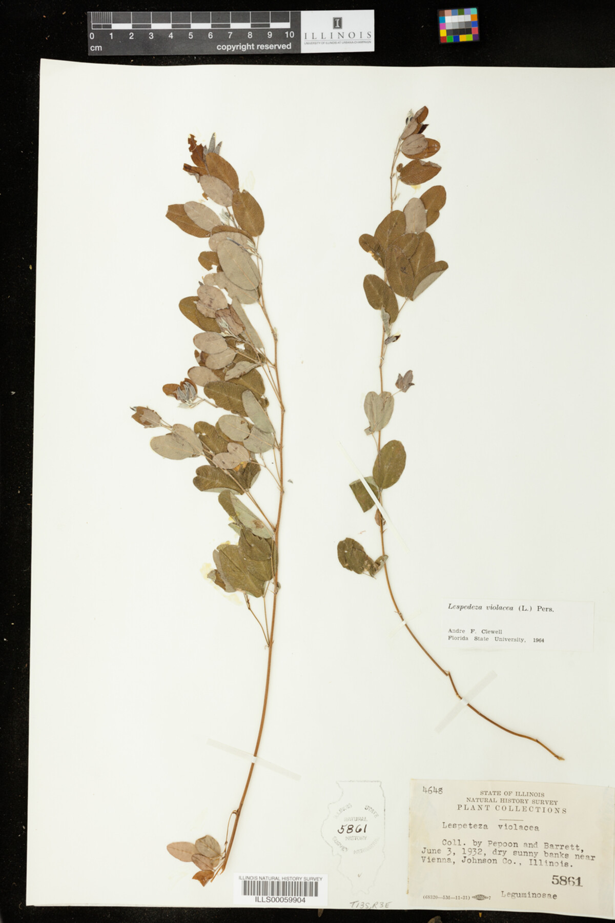 Lespedeza violacea image