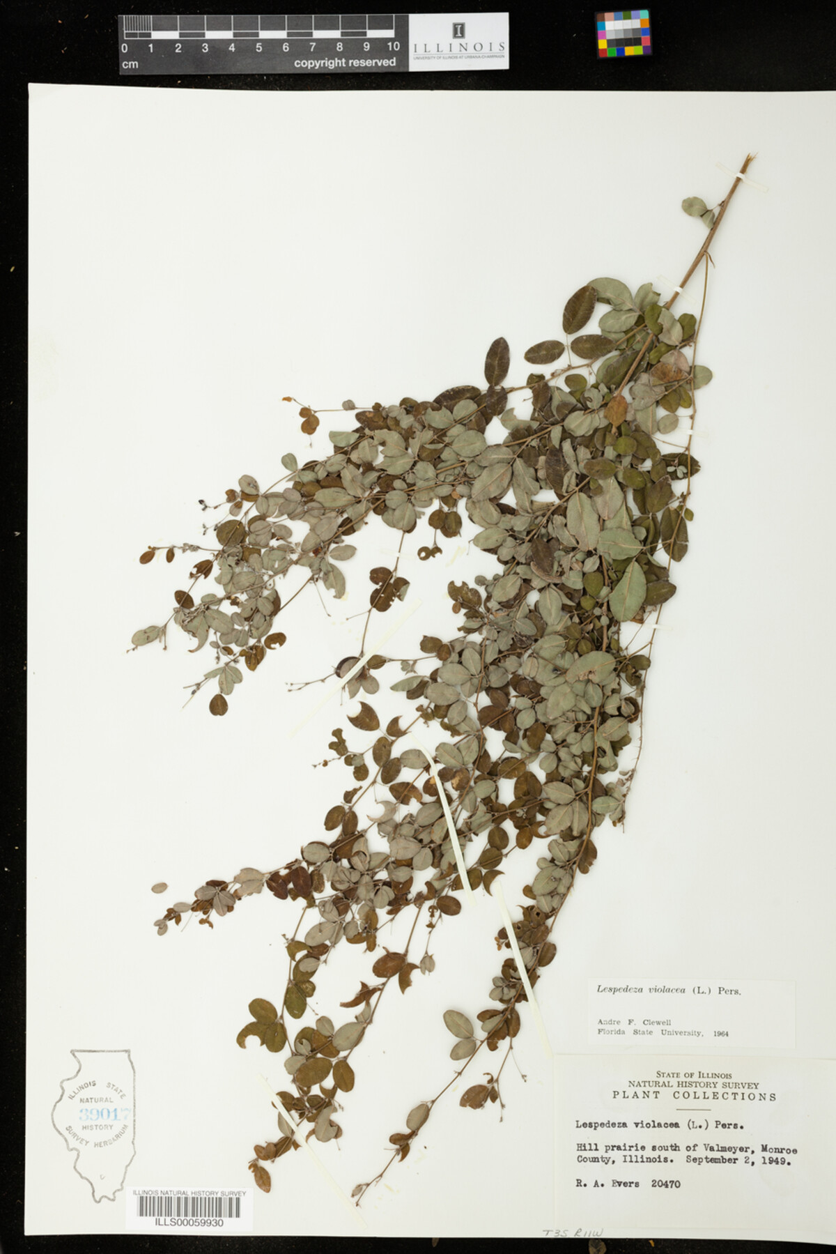 Lespedeza violacea image