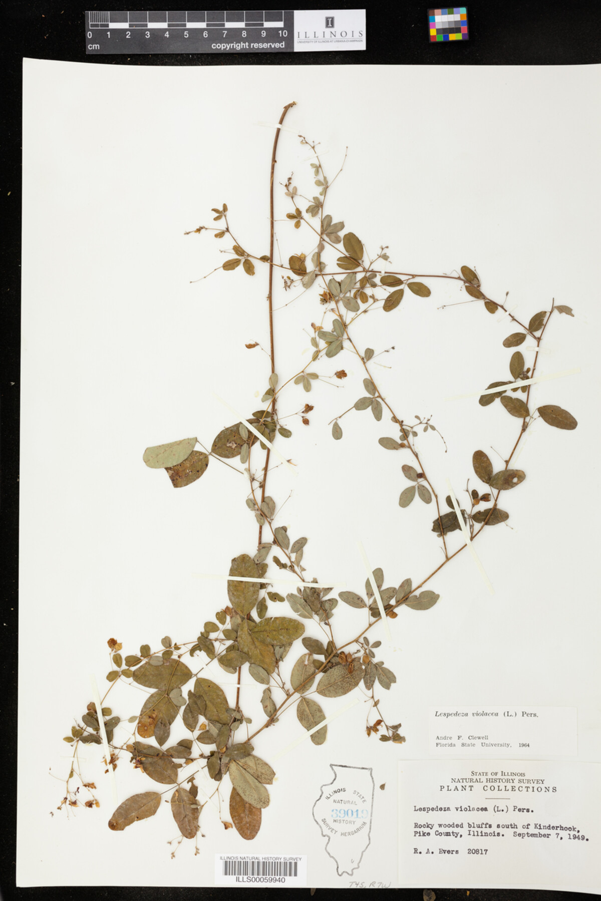 Lespedeza violacea image