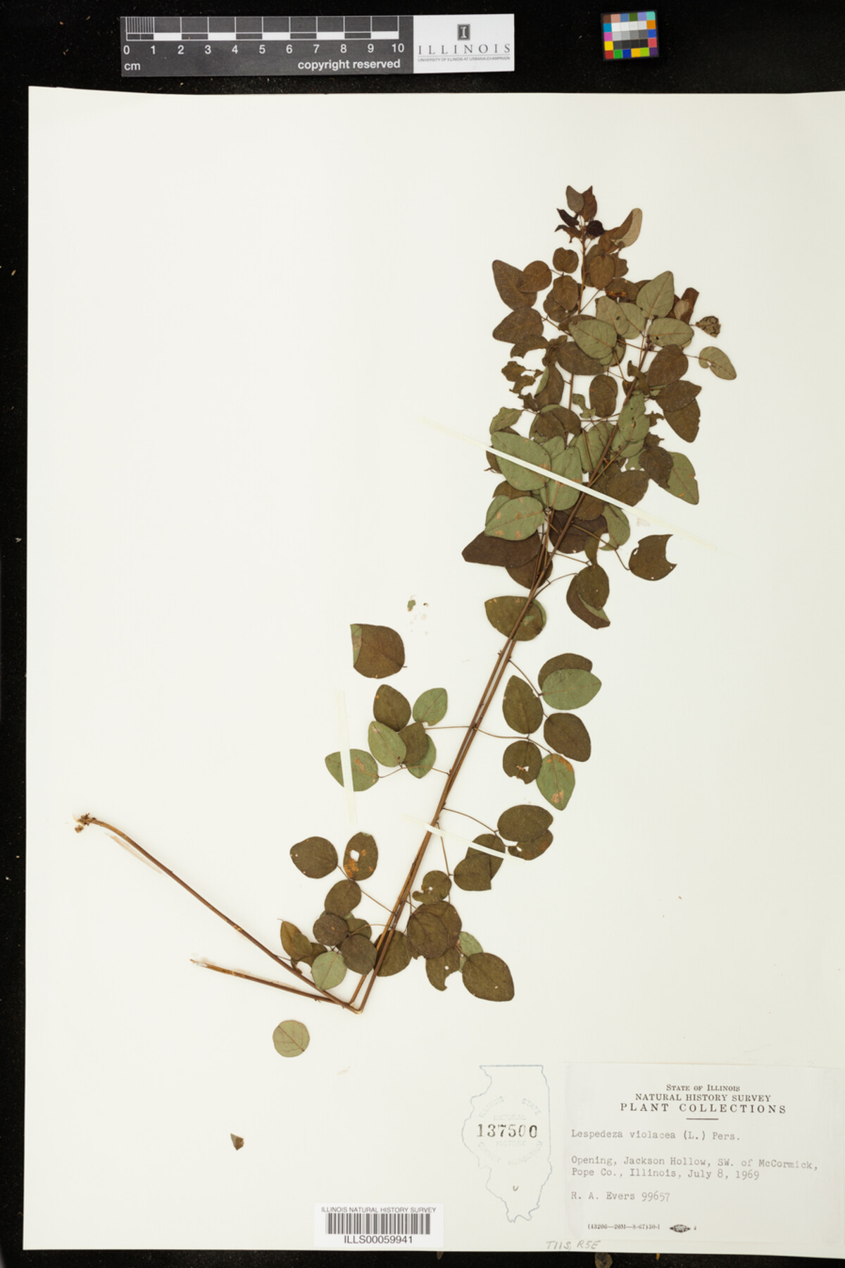 Lespedeza violacea image