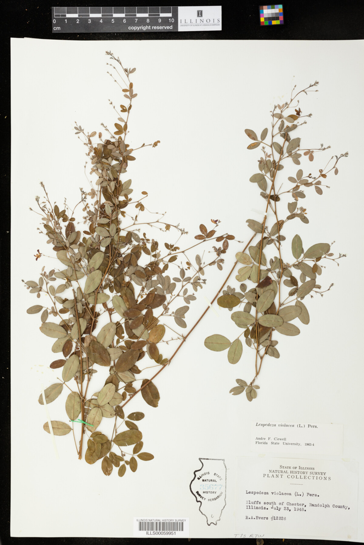 Lespedeza violacea image