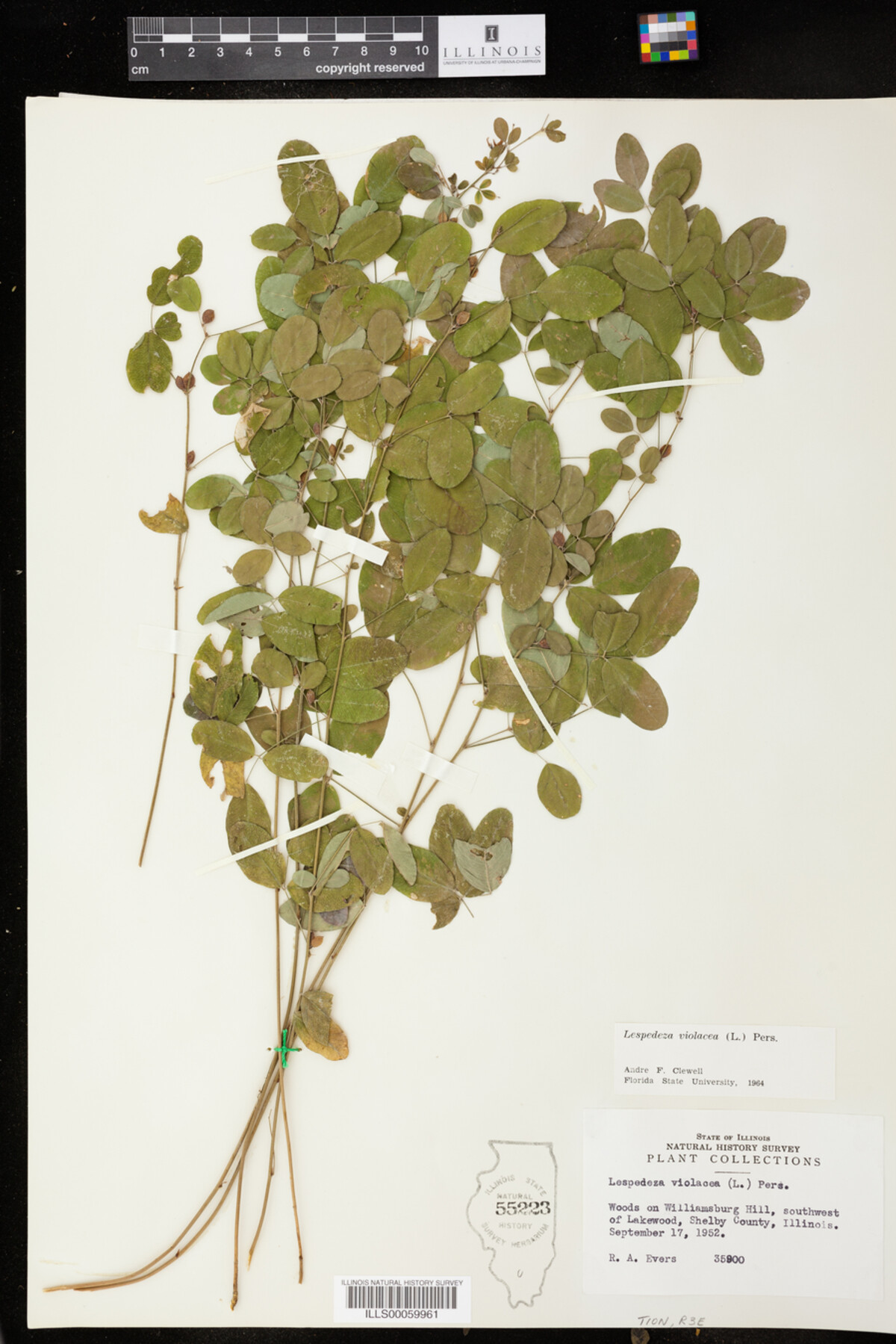 Lespedeza violacea image