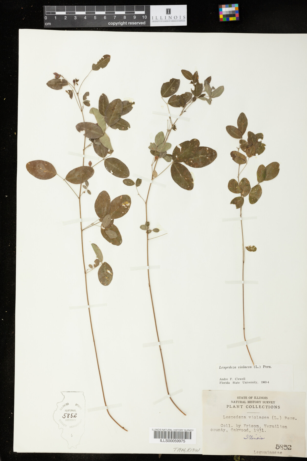 Lespedeza violacea image