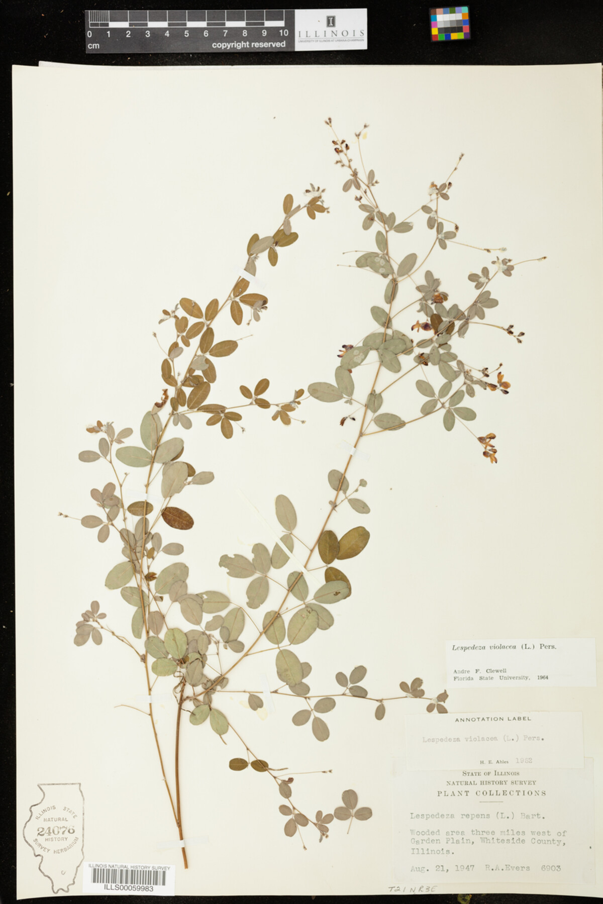 Lespedeza violacea image