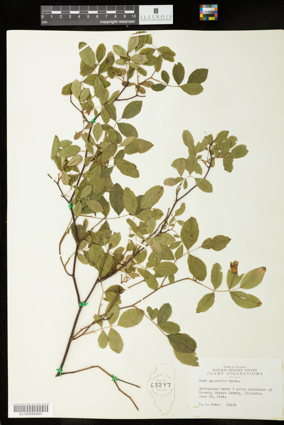 Rosa palustris image