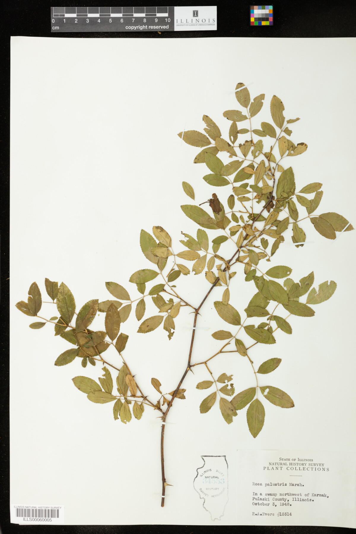 Rosa palustris image