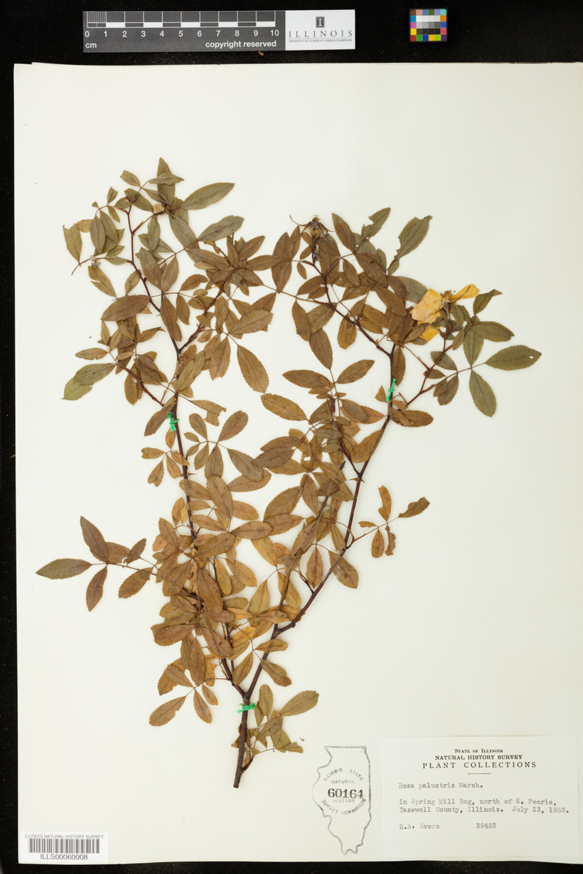 Rosa palustris image