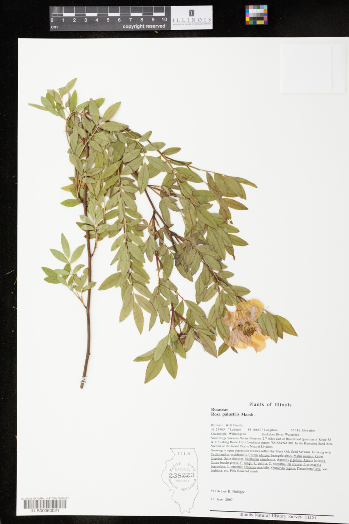 Rosa palustris image