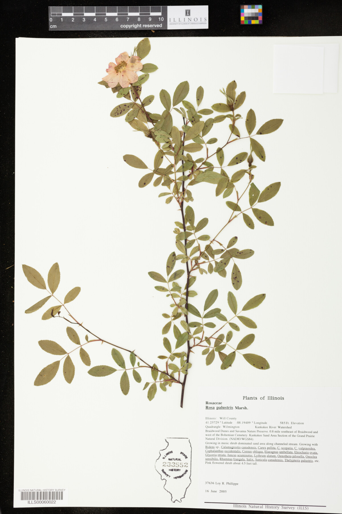 Rosa palustris image