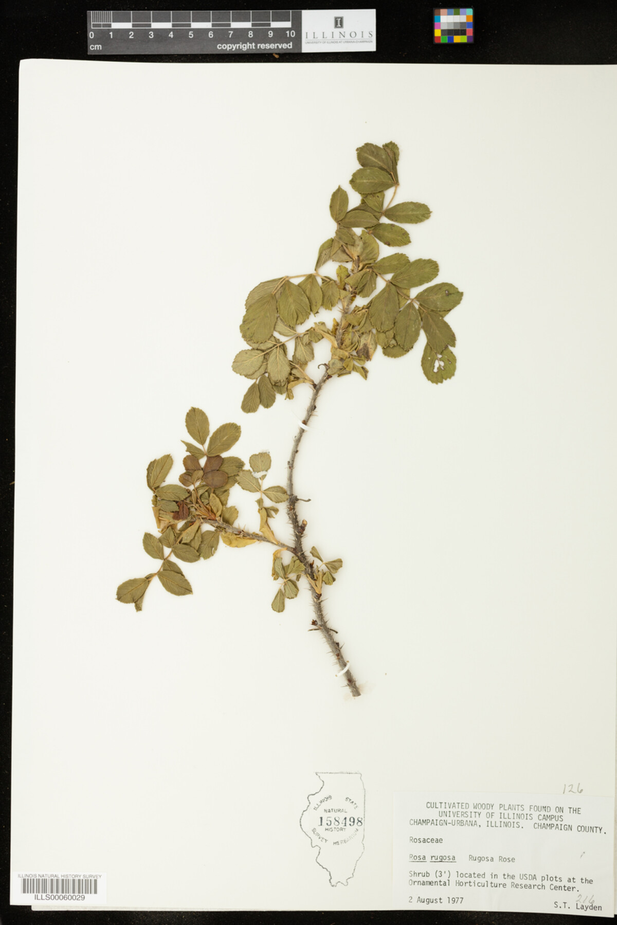 Rosa image